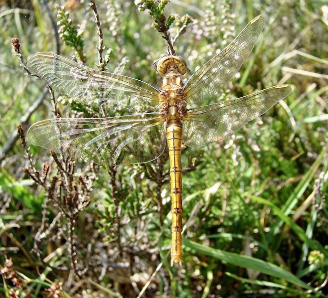 keeled skimmer